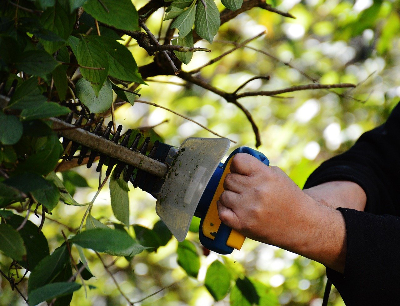 Close-up of a hedge trimmer cutting a garden hedge
