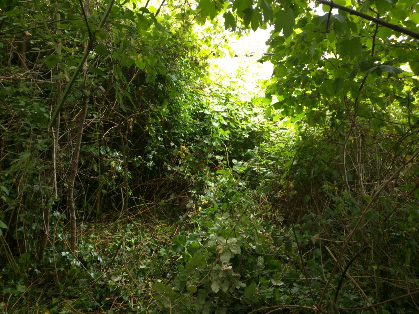 Overgrown garden thicket before a garden clearance job