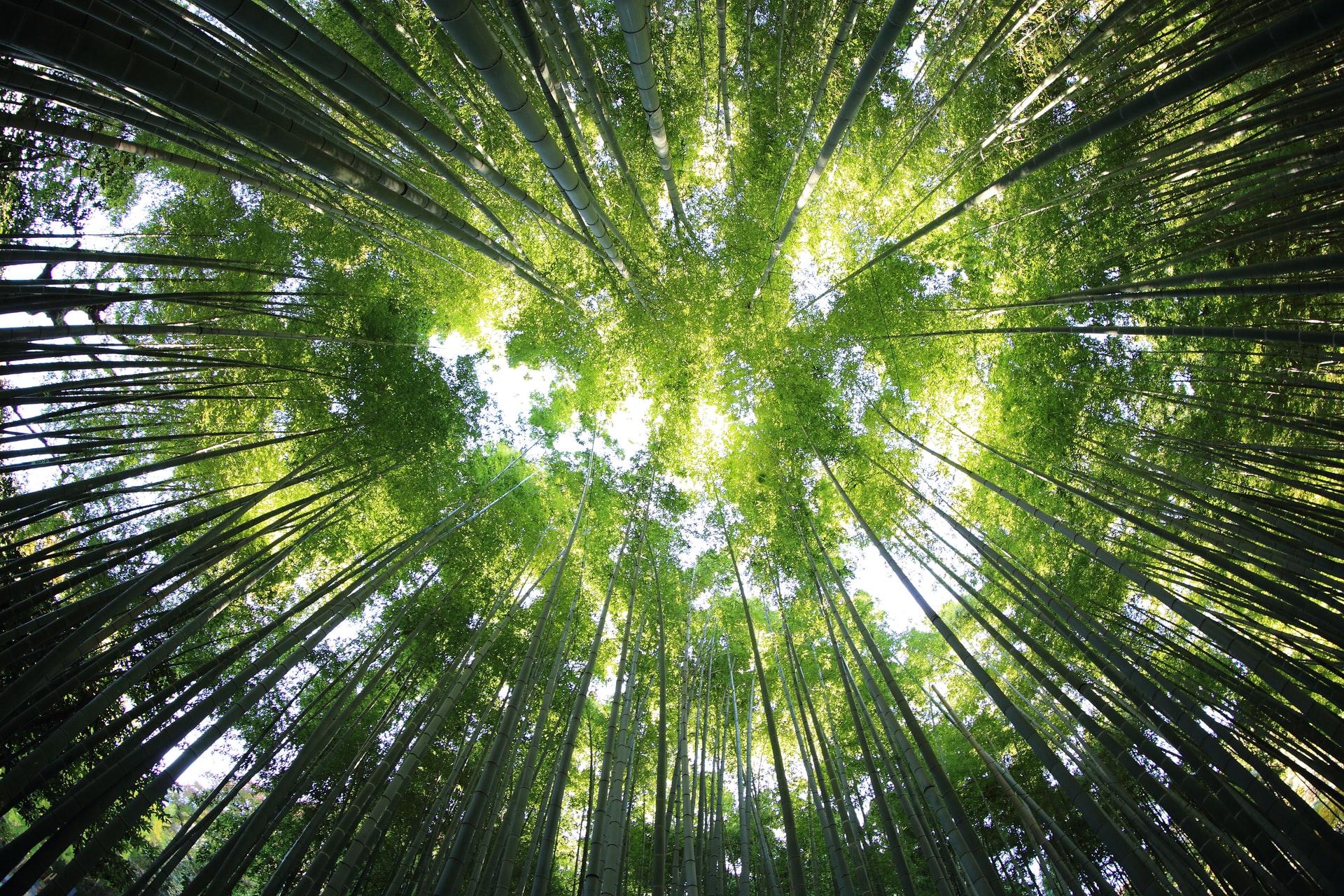 Tall tree canopy viewed from below with sunlight filtering through the leaves