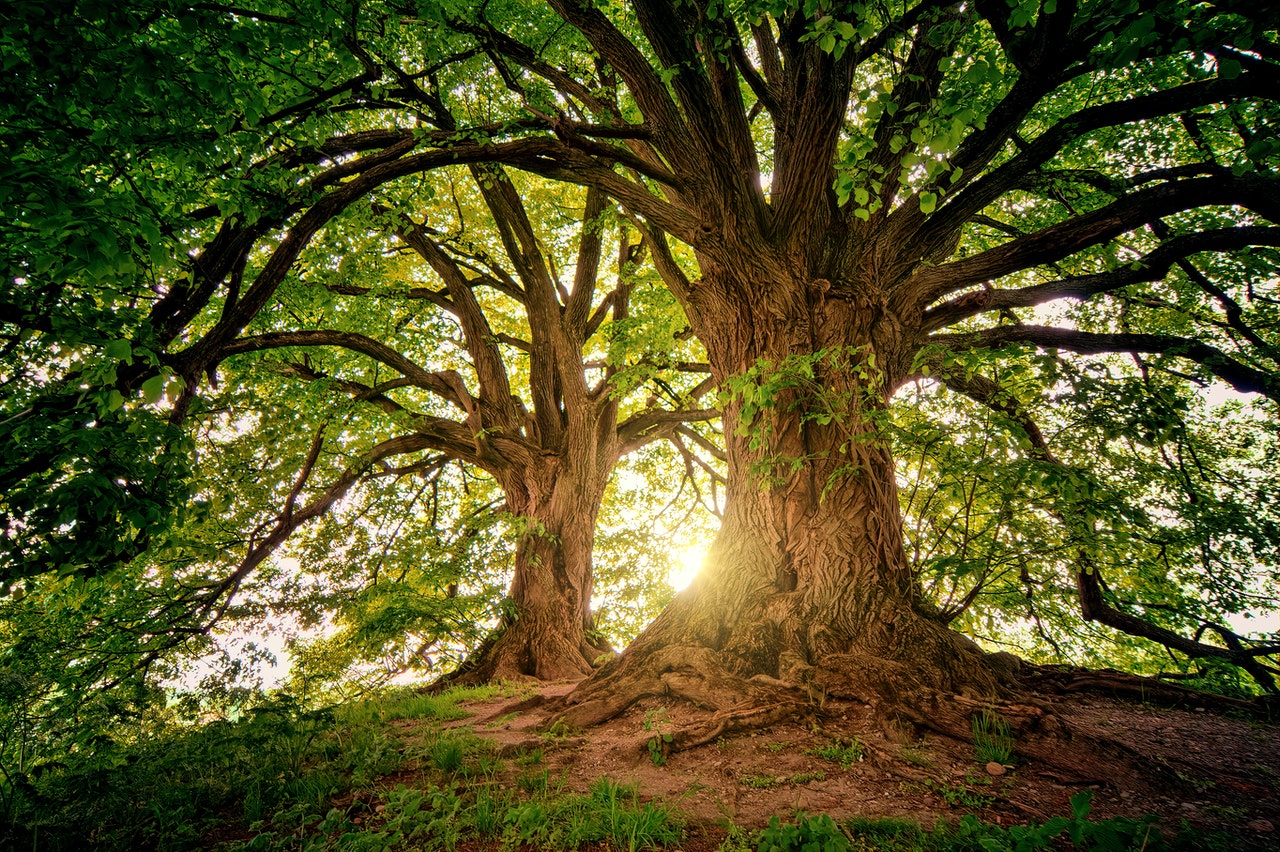 Mature oak tree canopy viewed from below with sunlight breaking through the branches
