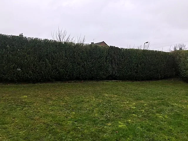 Neatly trimmed conifer hedge with a flat, level top