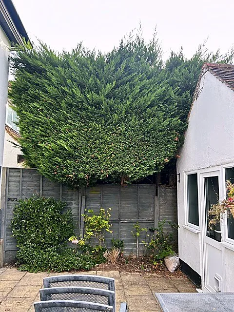 Trimmed hedge kept neat along a garden patio wall
