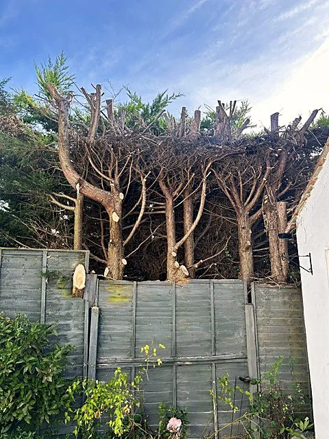 Pollarded trees with freshly cut branch stubs along a garden fence