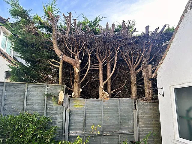 Close-up of pollarded tree stubs cut back along a garden boundary