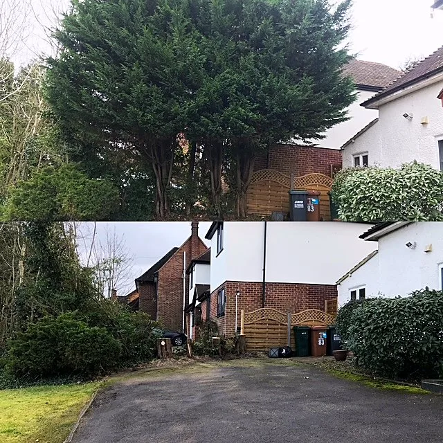 Overgrown hedge beside a house cut back and tidied