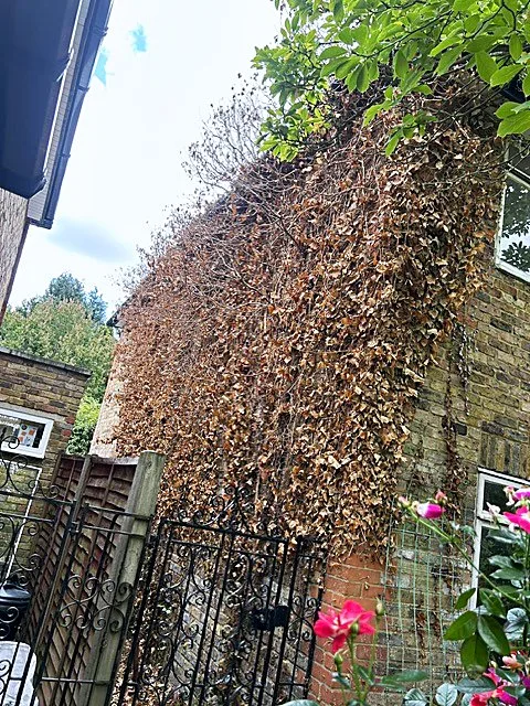 House wall heavily covered in climbing ivy before removal