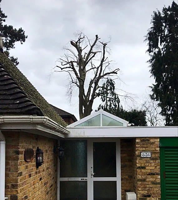 Dead branches on a mature tree beside a house roof, ready for removal