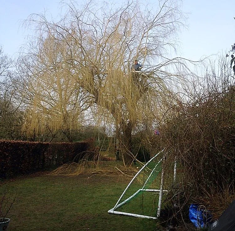 Freshly pollarded willow tree with bare branches in a back garden