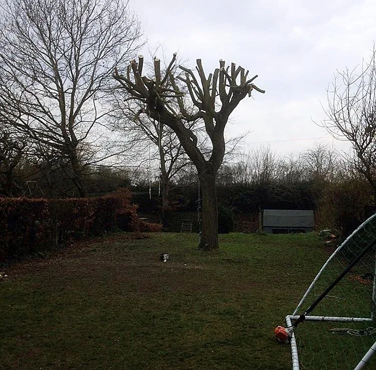 Small tree after crown reduction and pollarding work