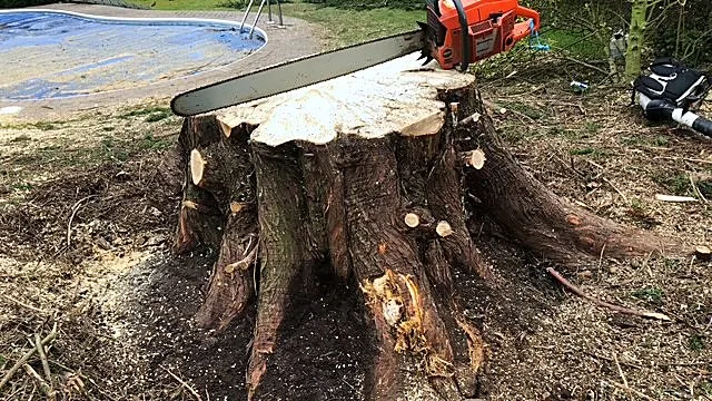 Chainsaw cutting through a large tree stump beside a garden pool