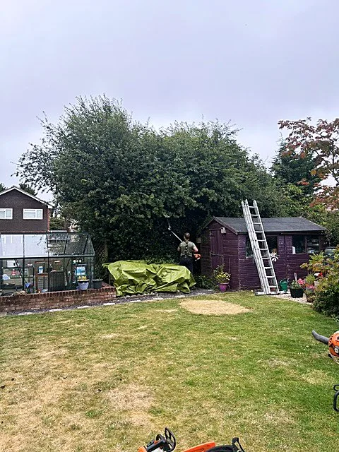 Tree surgery work in progress in a garden with a ladder and shed