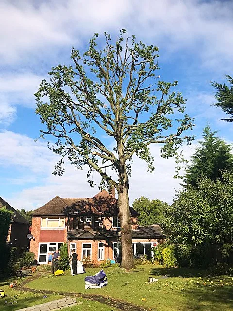 Branch Walkers Tree Surgery: Bare pollarded tree in a garden beside a house near Rickmansworth