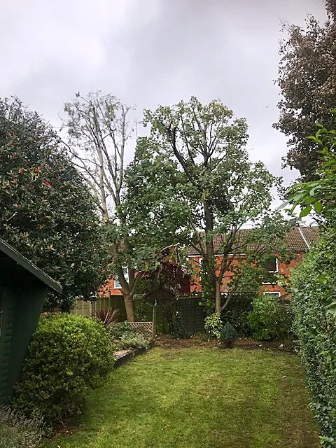 Garden tree and shed viewed across a lawn