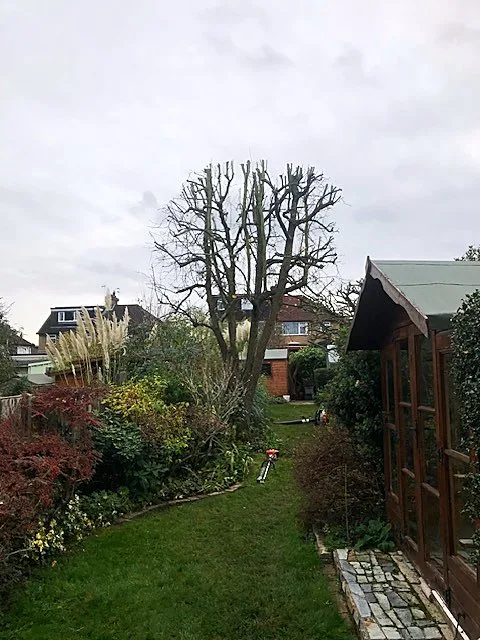 Garden with a shed, flower beds and a bare tree