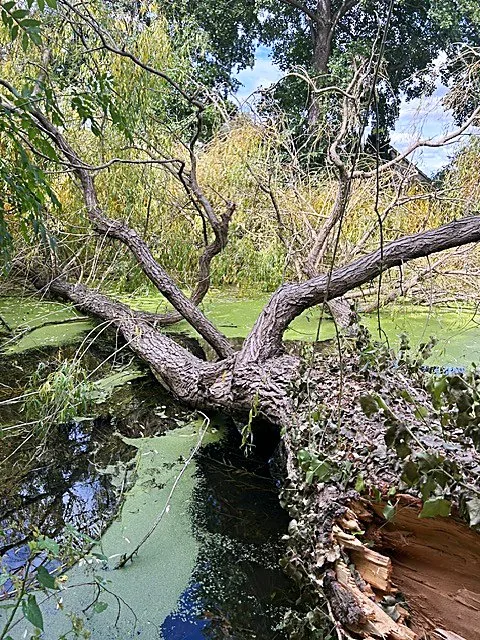 Branch Walkers Tree Surgery: Storm-damaged tree fallen across a garden pond near Chorleywood