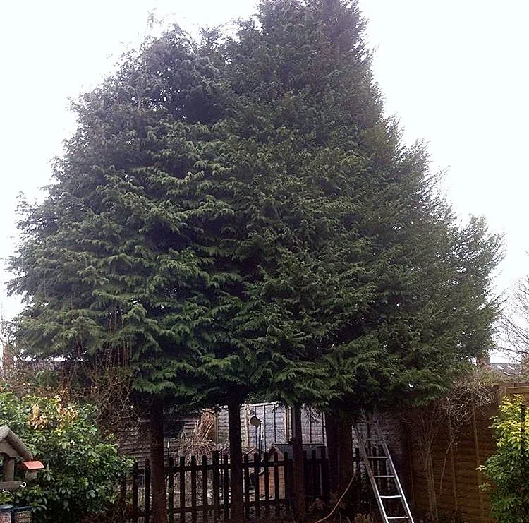 Mature conifer tree towering beside a house