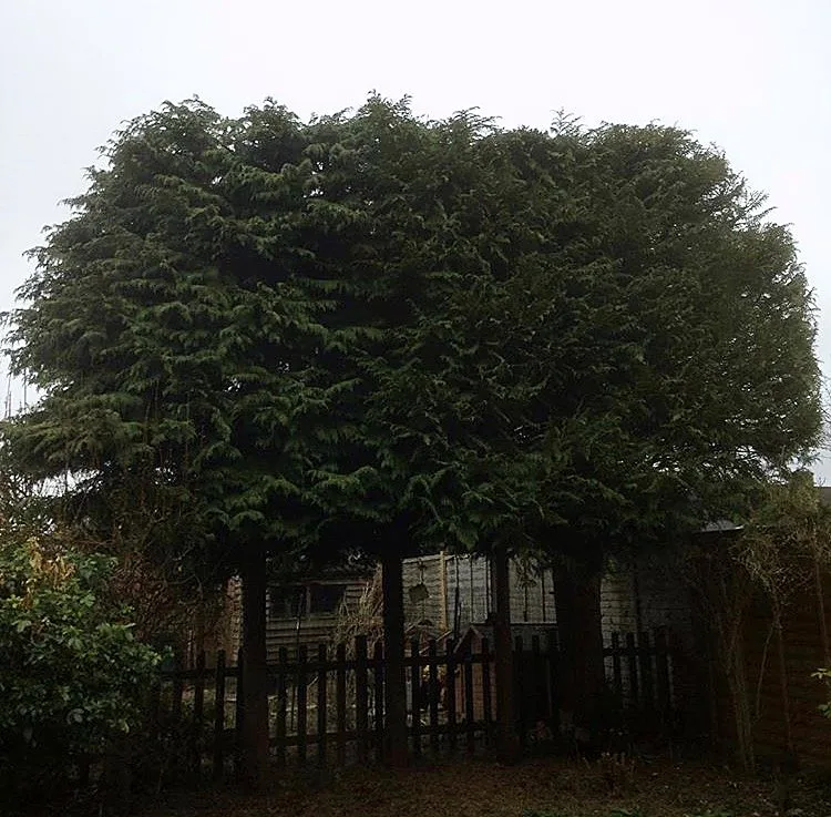 Rounded evergreen hedge trimmed neatly beside a garden fence