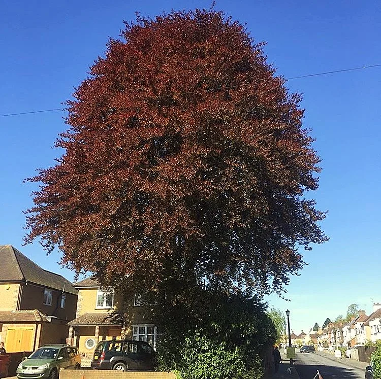 Large copper beech tree with a full, rounded canopy beside a house
