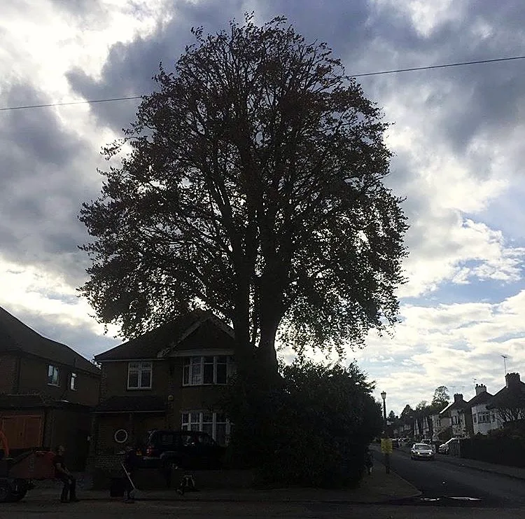 Tall mature tree silhouetted against a cloudy sky