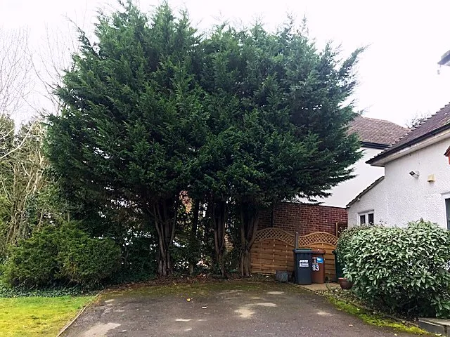 Dense evergreen hedge and trees lining a driveway