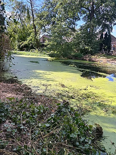 Branch Walkers Tree Surgery: Garden pond covered in duckweed with fallen branches after storm damage near Denham